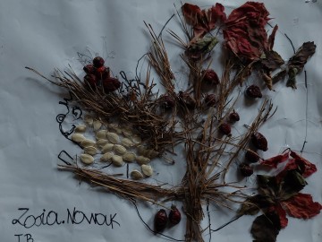 praca nagrodzona w konkursie Barwy jesieni na Wzniesieniach 2023 - Zofia Nowak, Iglasty jeżyk, klasa I, SP Stare Skoszewy, Wyróżnienie, 
